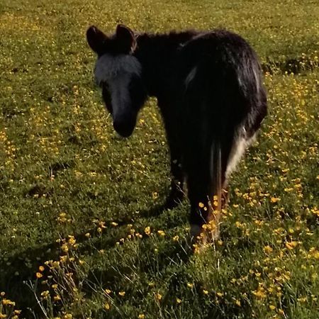 Отель Durham Donkey Rescue Shepherd'S Hut Экстерьер фото