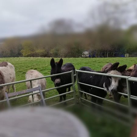 Отель Durham Donkey Rescue Shepherd'S Hut Экстерьер фото