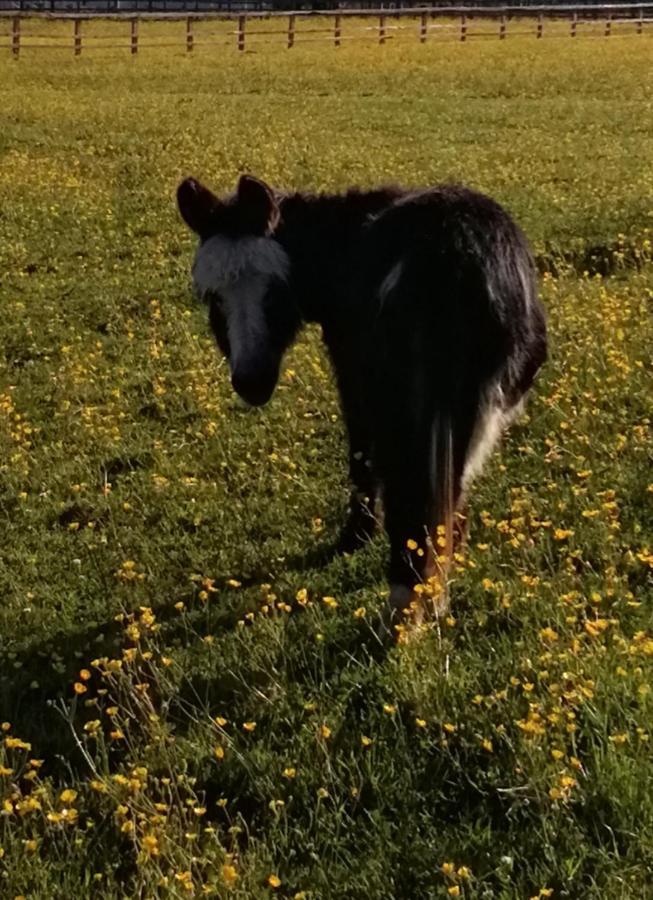Отель Durham Donkey Rescue Shepherd'S Hut Экстерьер фото