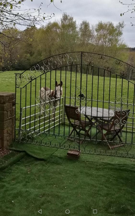 Отель Durham Donkey Rescue Shepherd'S Hut Экстерьер фото