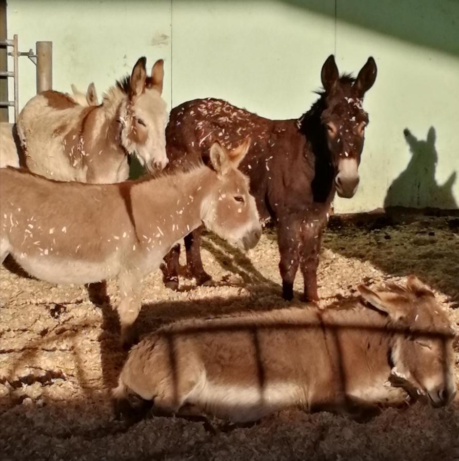 Отель Durham Donkey Rescue Shepherd'S Hut Экстерьер фото