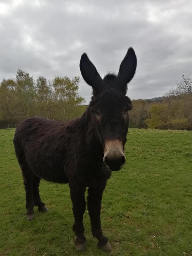 Отель Durham Donkey Rescue Shepherd'S Hut Экстерьер фото