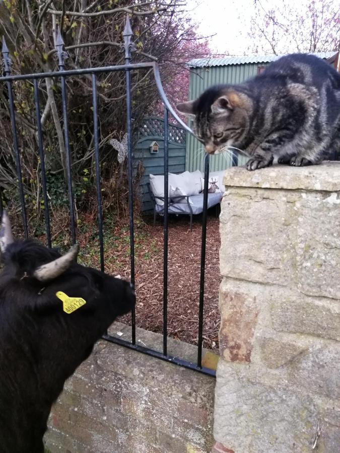 Отель Durham Donkey Rescue Shepherd'S Hut Экстерьер фото