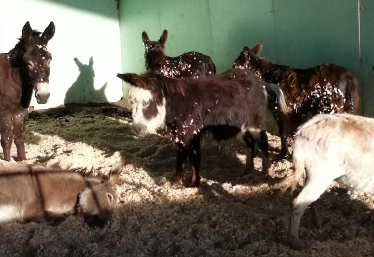 Отель Durham Donkey Rescue Shepherd'S Hut Экстерьер фото