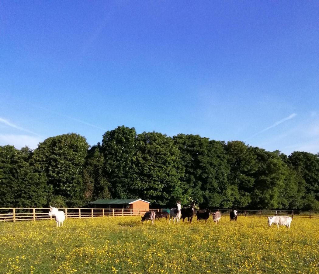 Отель Durham Donkey Rescue Shepherd'S Hut Экстерьер фото