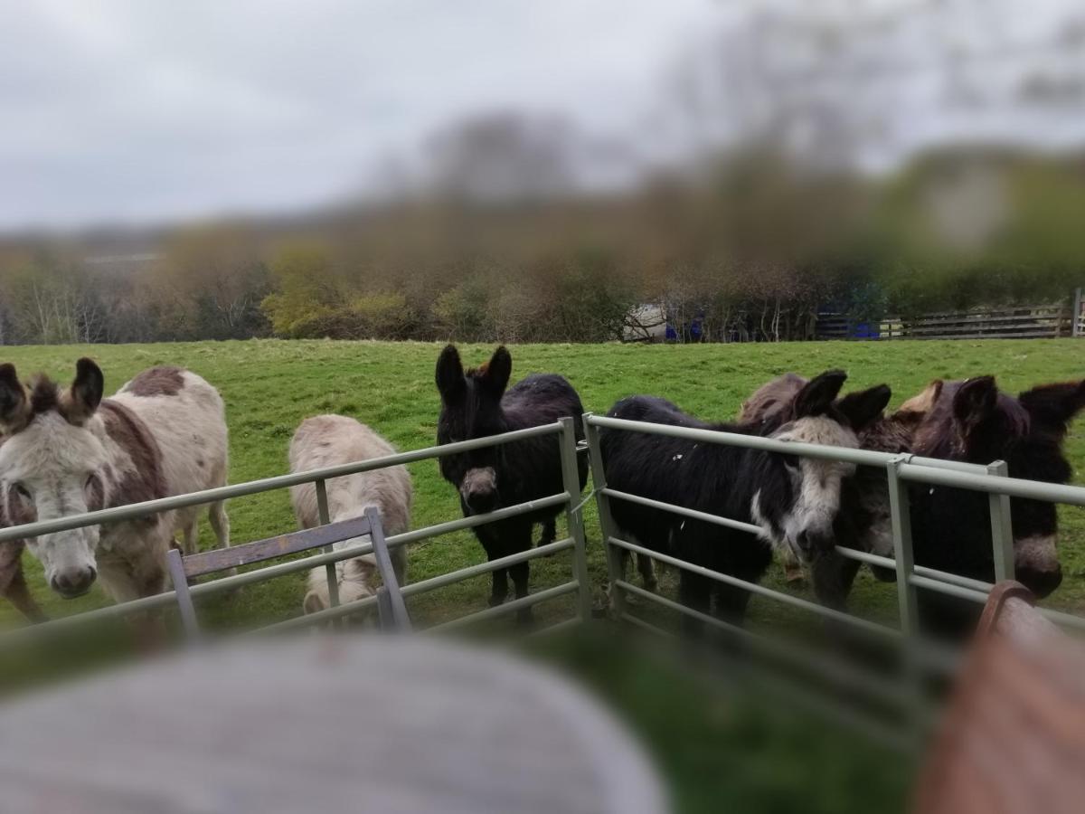 Отель Durham Donkey Rescue Shepherd'S Hut Экстерьер фото