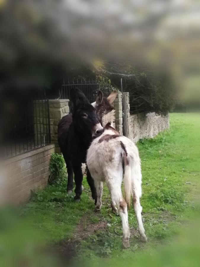 Отель Durham Donkey Rescue Shepherd'S Hut Экстерьер фото