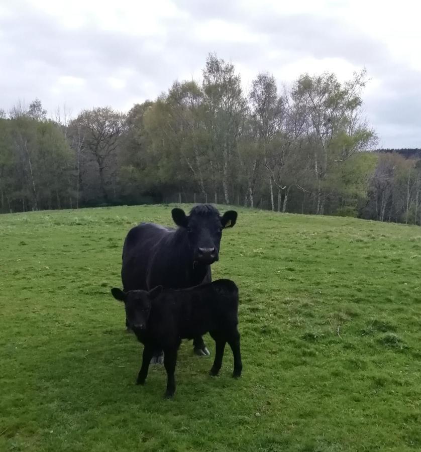 Отель Durham Donkey Rescue Shepherd'S Hut Экстерьер фото