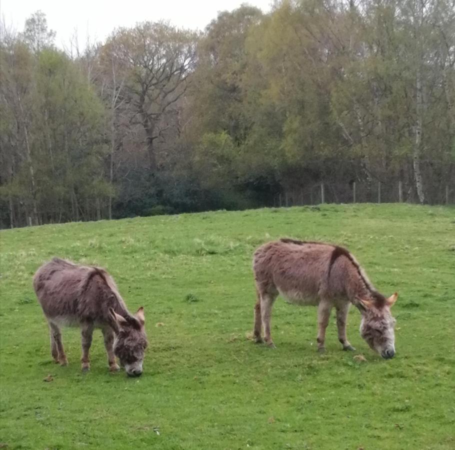 Отель Durham Donkey Rescue Shepherd'S Hut Экстерьер фото